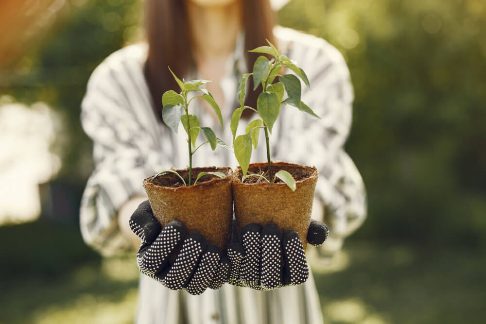 Woman hat holding flowerpots.